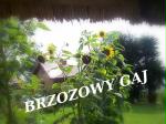 Brzozowy Gaj